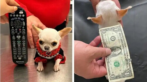 pearl_perro_más_pequeño_del_mundo