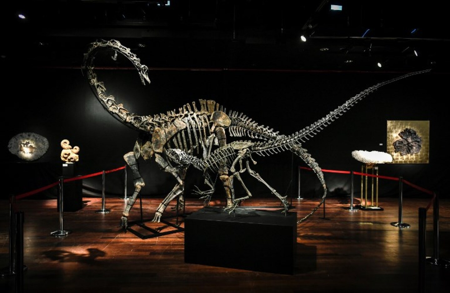 FRANCE-SCIENCE-DINOSAUR-JURASSIC-SKELETON-AUCTION