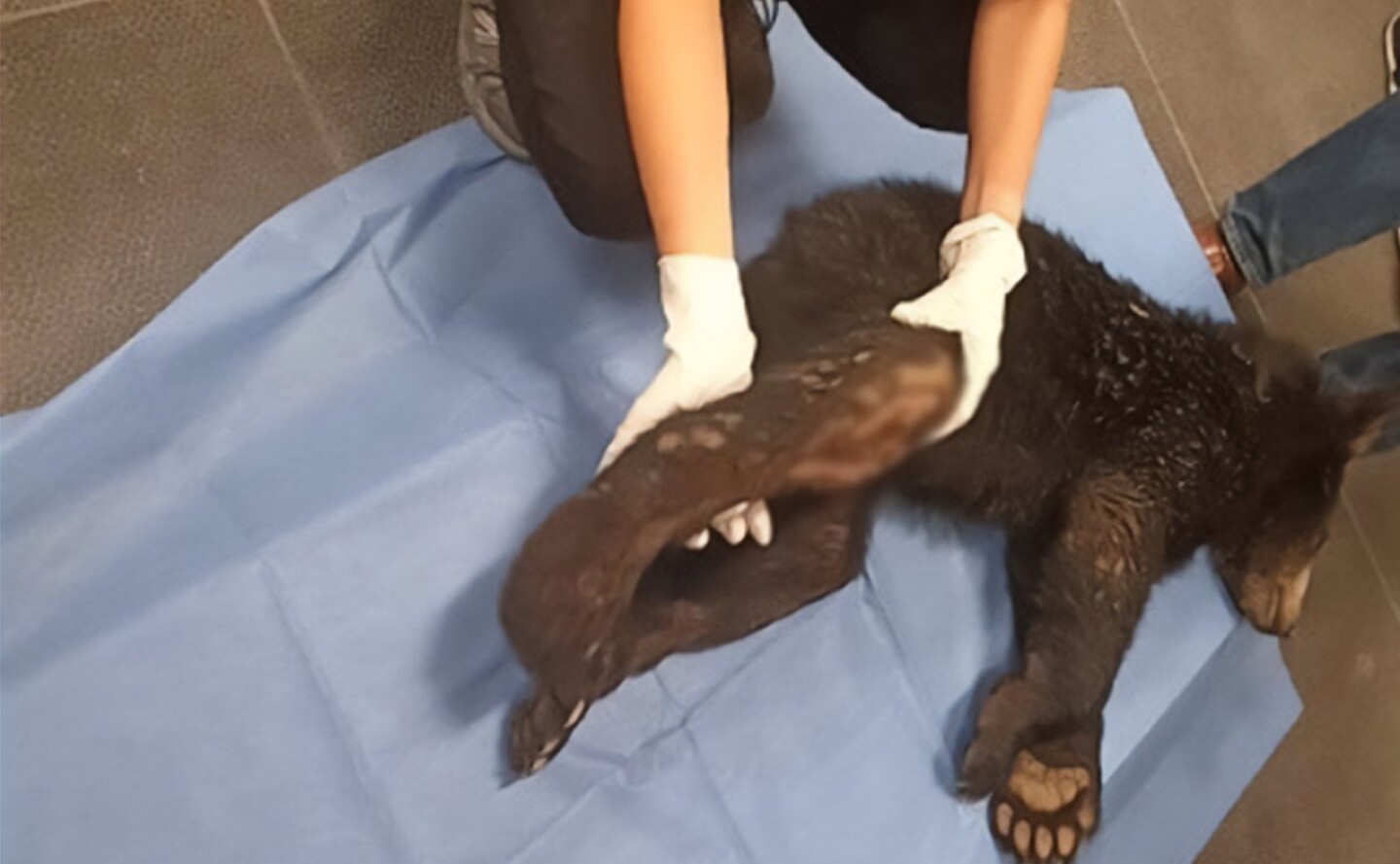 oso negro Nuevo León