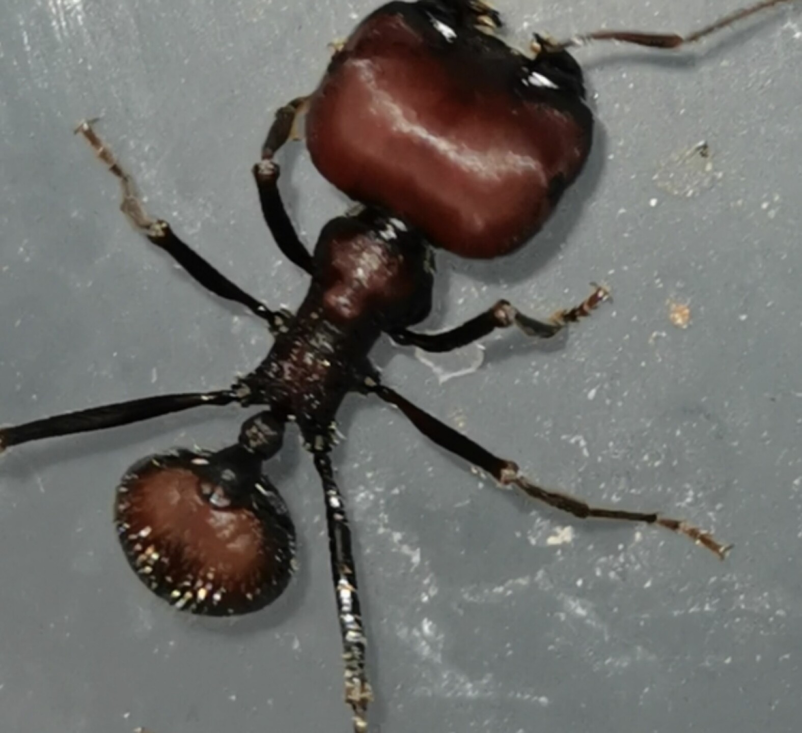 hormigas kenia.jpg