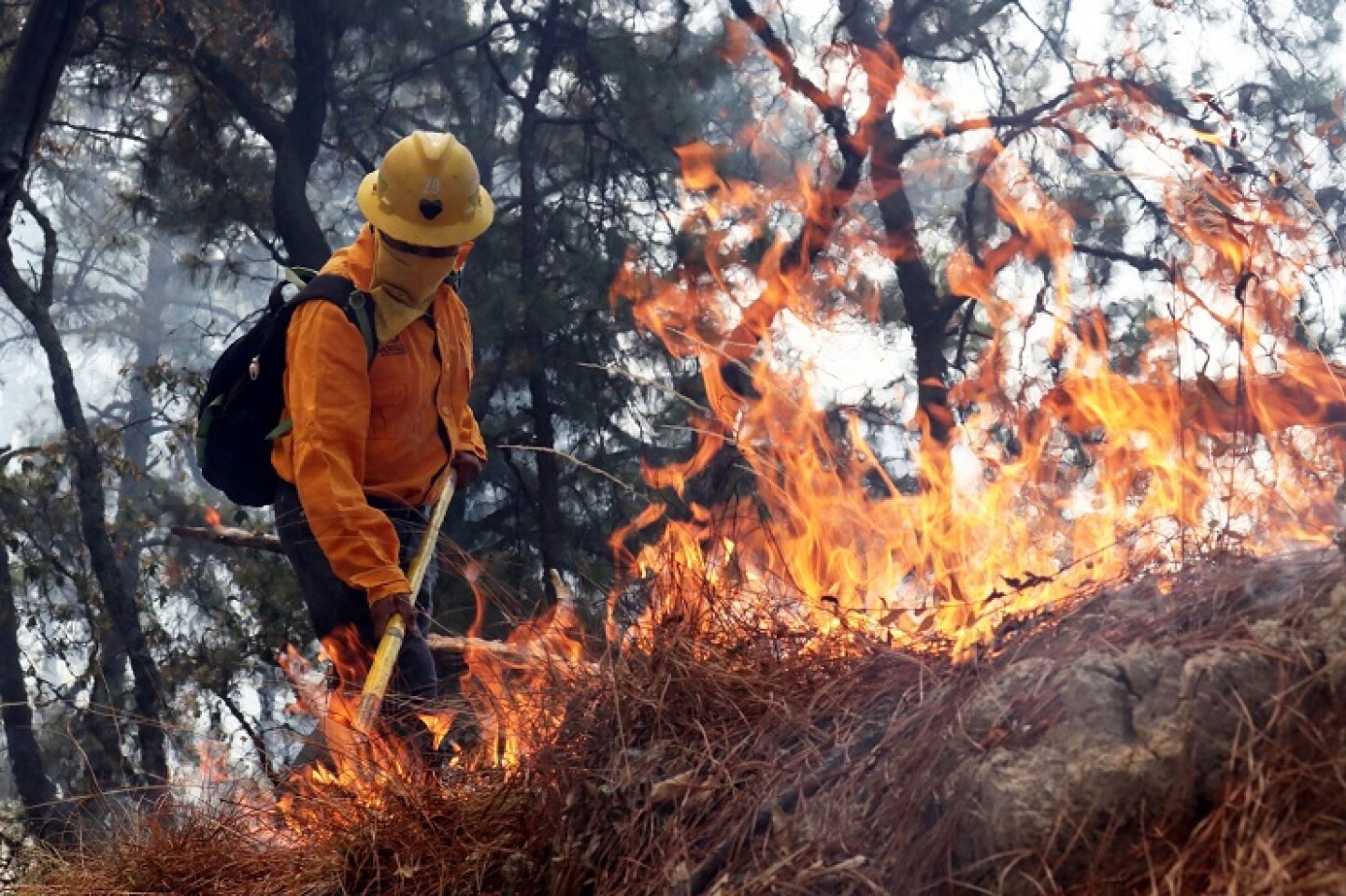 Incendio forestal devora 18 hectáreas de bosque al norte de la capital de Morelos.