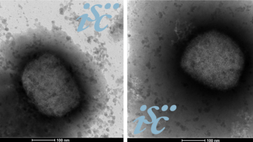 secuencias-viruela-del-mono