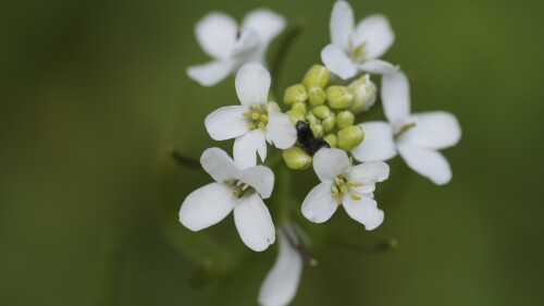 Hierba arabidopsis
