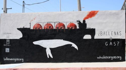 Ballenas o gas Causa Natura