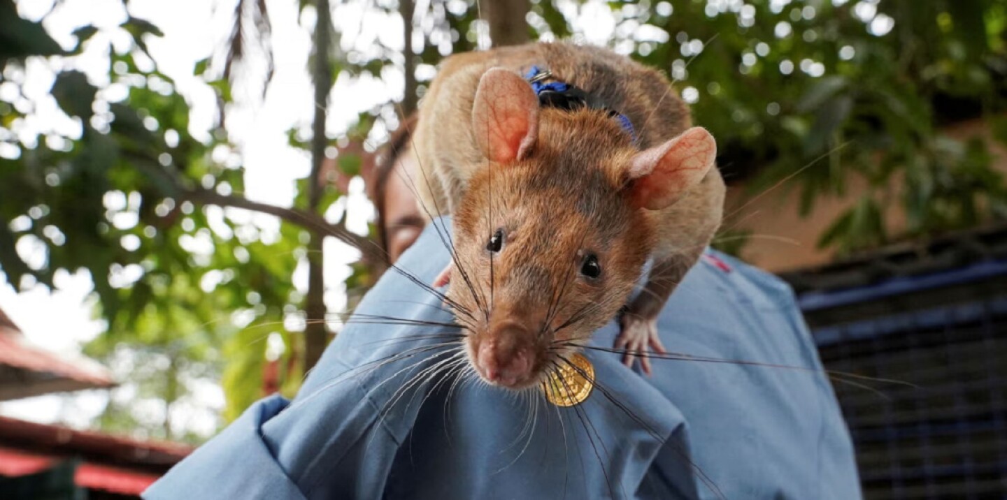 Desde hurones electricistas hasta ratas que olfatean minas: conozca a los extraordinarios animales que trabajan para ganarse la vida
