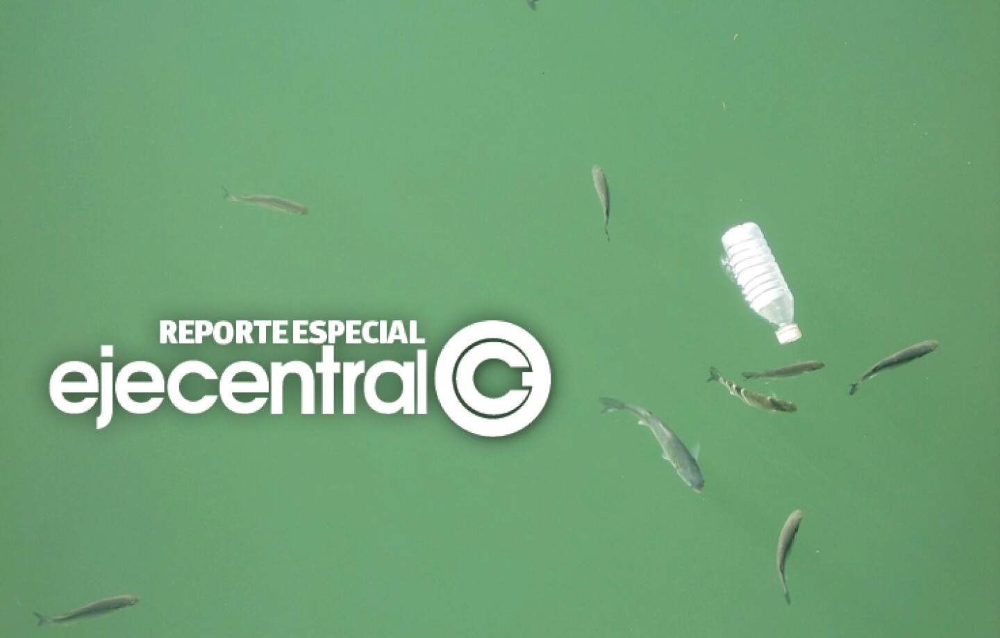 Promo_499_Plantas y animales han comenzado a vivir en el gran parche de basura del Pacífico