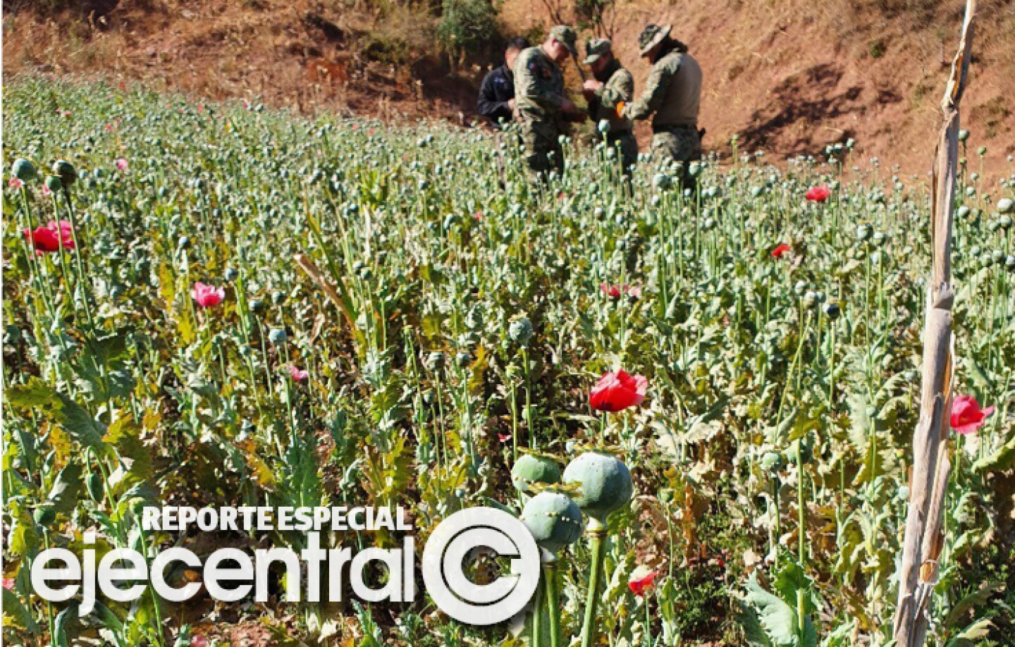 erradicacion-de-amapola-