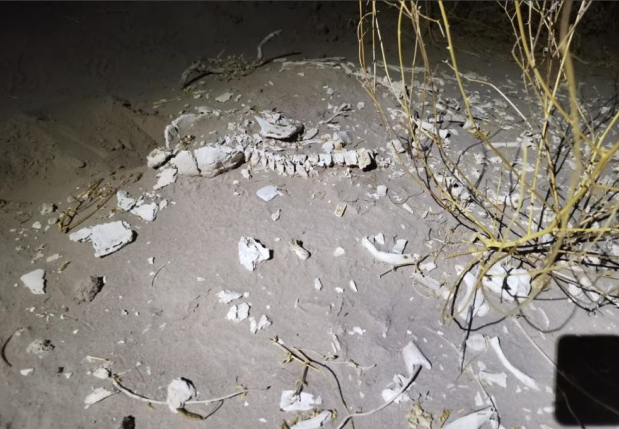 inah_esqueleto_restos_humanos_hombre_de_bilbao_2