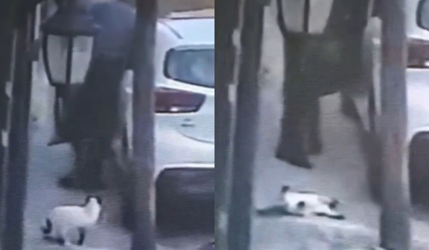 gato-tlalnepantla-edomex-hombre-mata-maltrato-animal-1