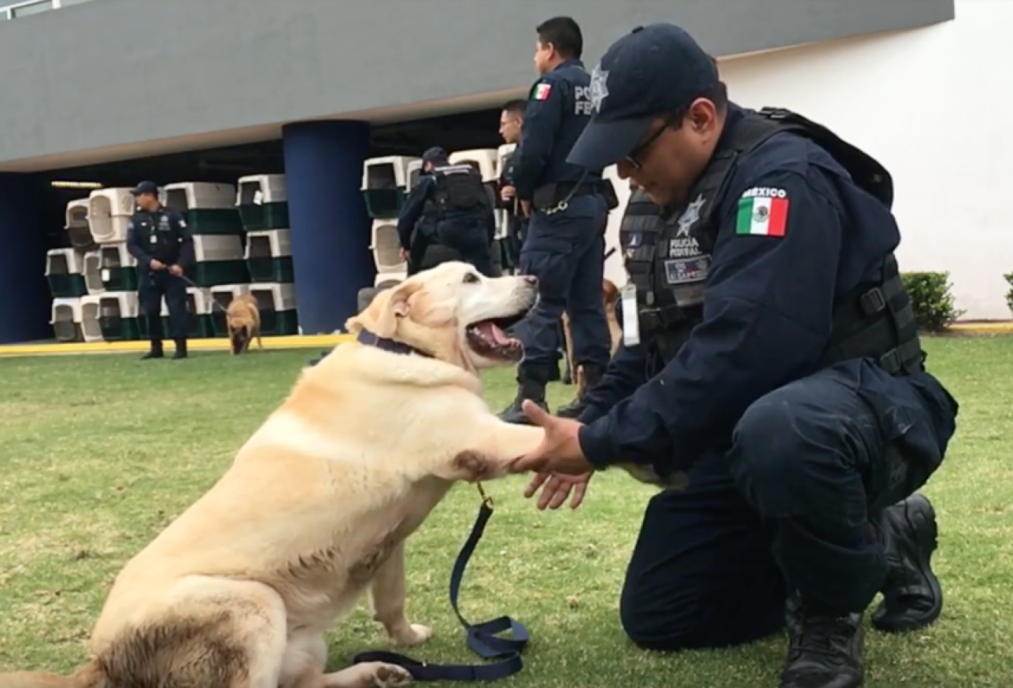 policias Caninos