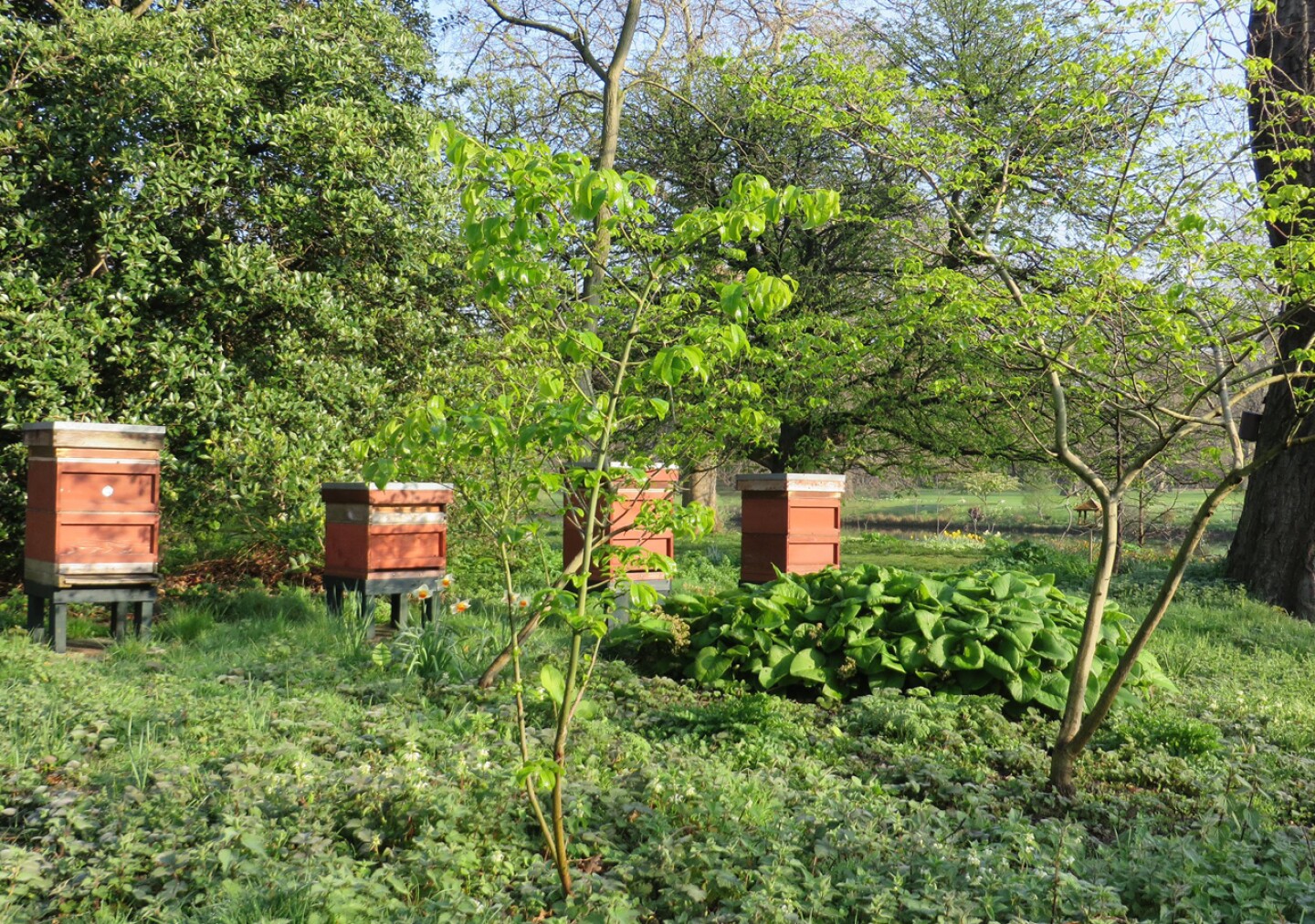 abejas