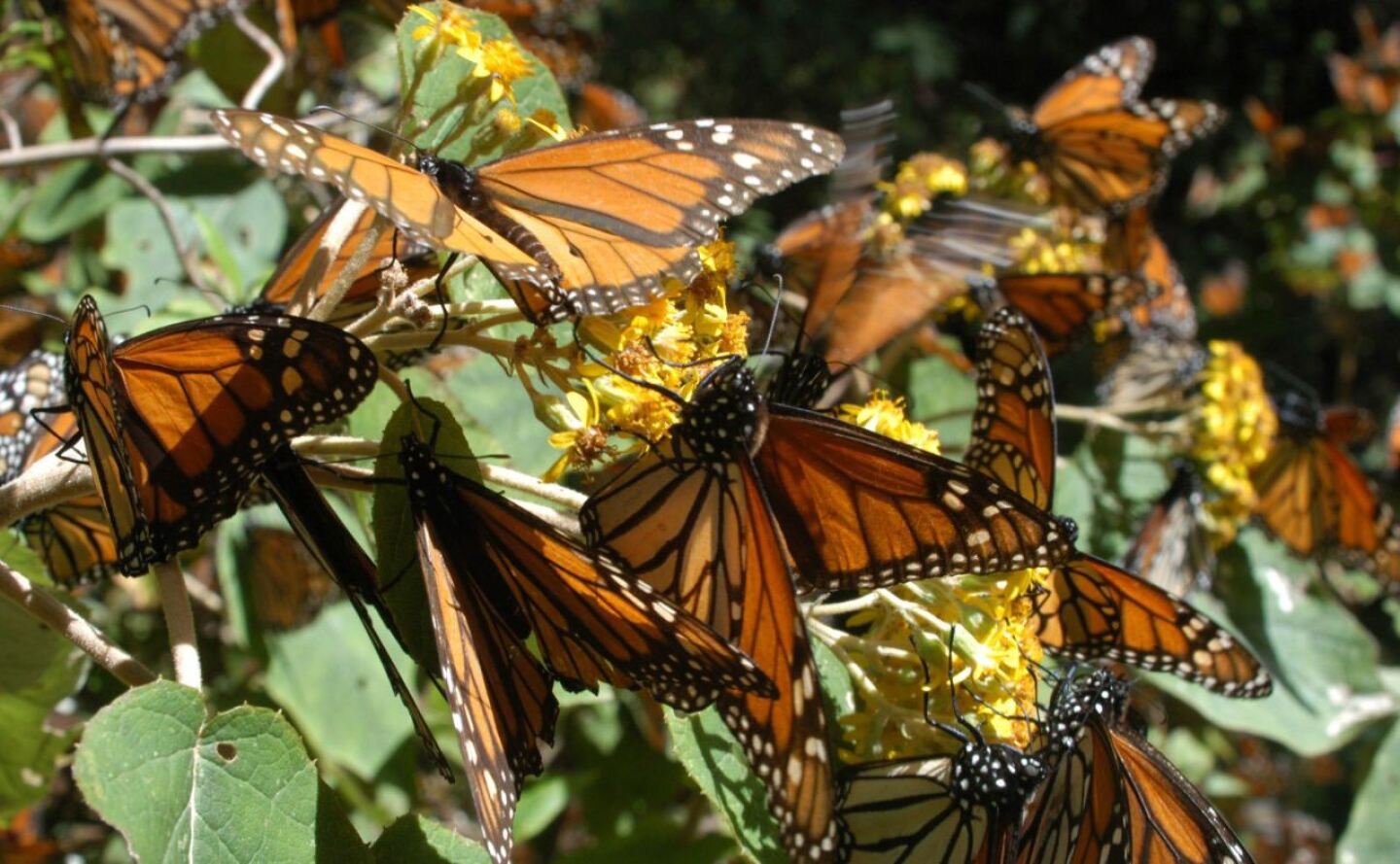 mariposa monarca