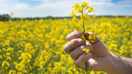 Canola flowers being held in human hand on oilseed feeld backgro