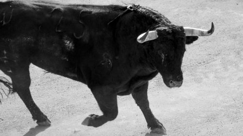 antitaurinos y corridas de toros