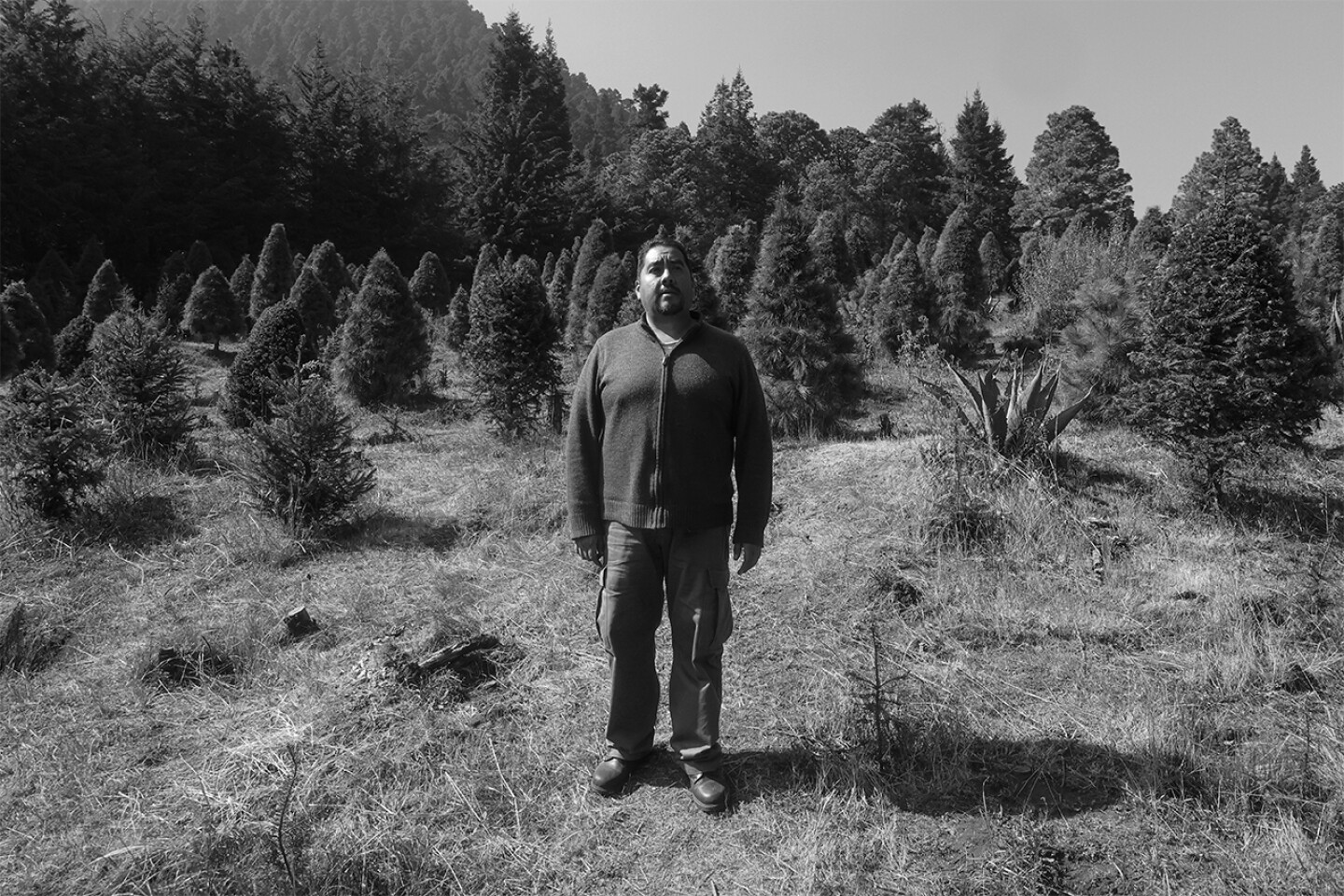 arboles-de-navidad-naturales-ajusco-piedra-suelta-productor-9