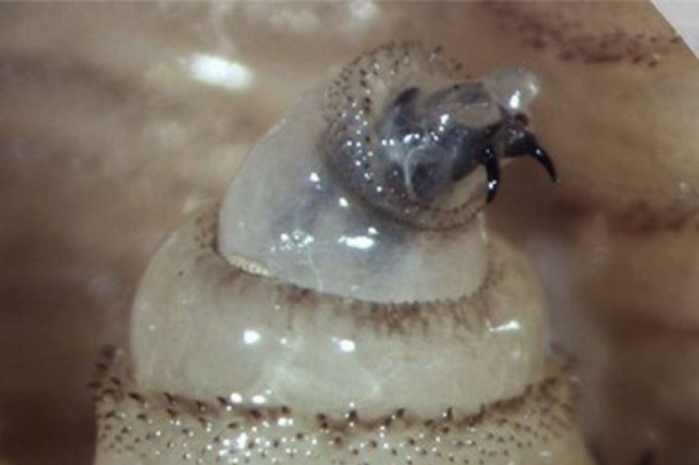 que-es-el-gusano-barrenador-y-por-que-representa-un-riesgo-para-humanos-y-mascotas-en-mexico-guia-basica