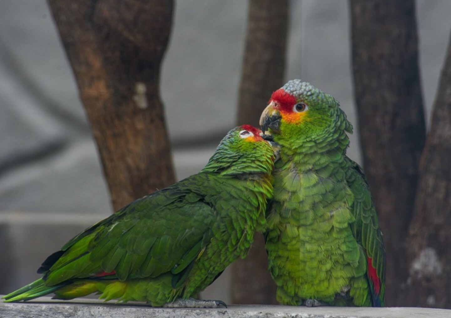 pericos Remodelación Aviario Zacango