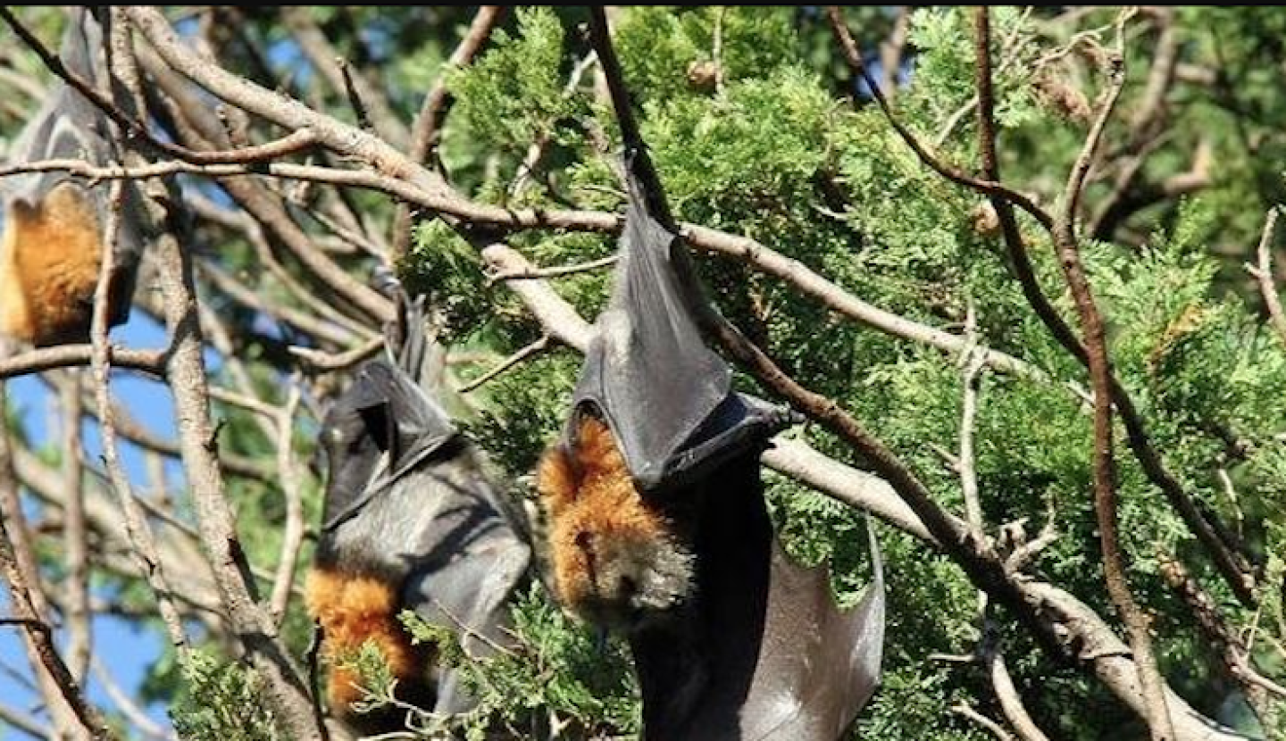 murcielago_coronavirus_