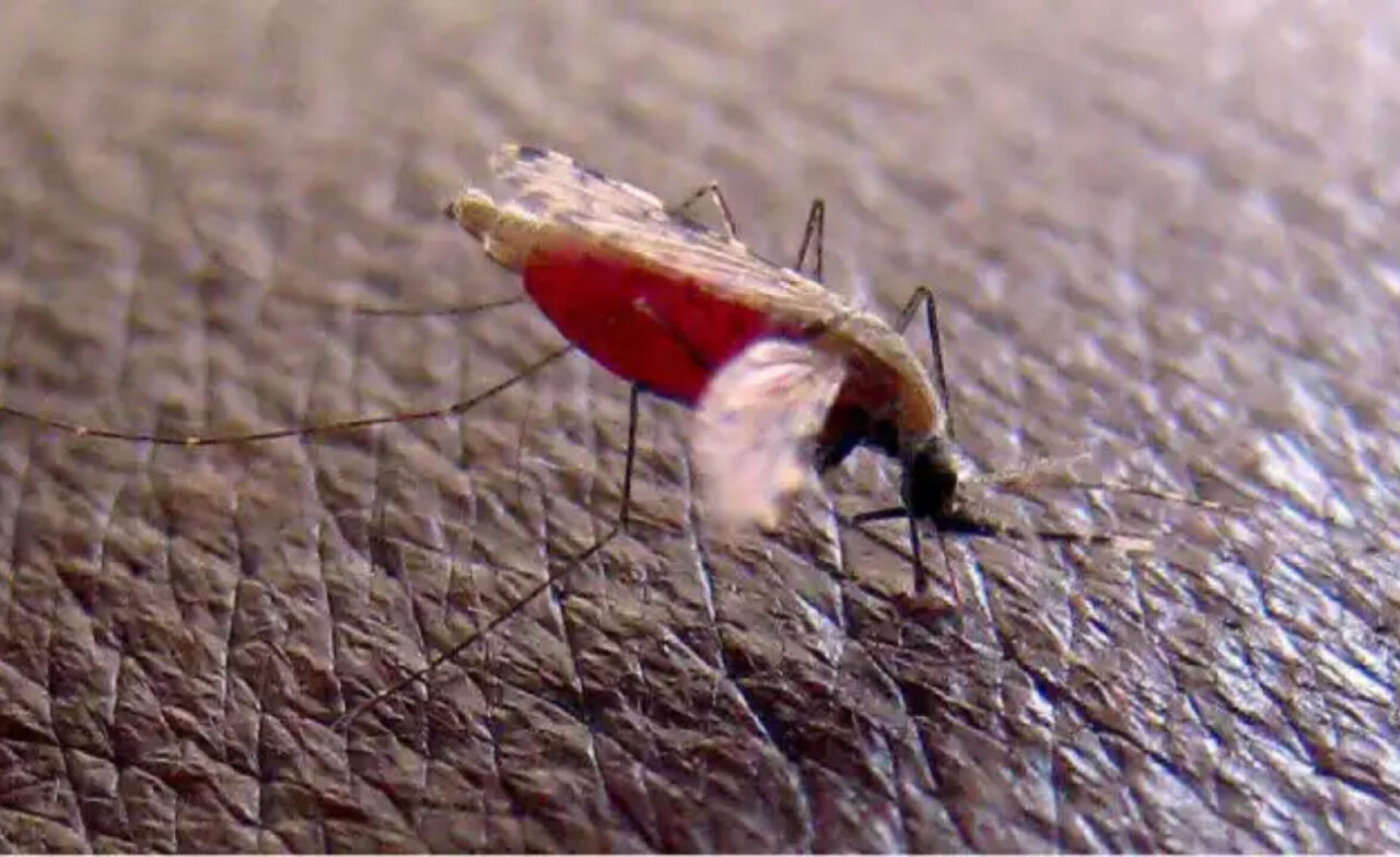 malaria-florida-efe-1-1280x784