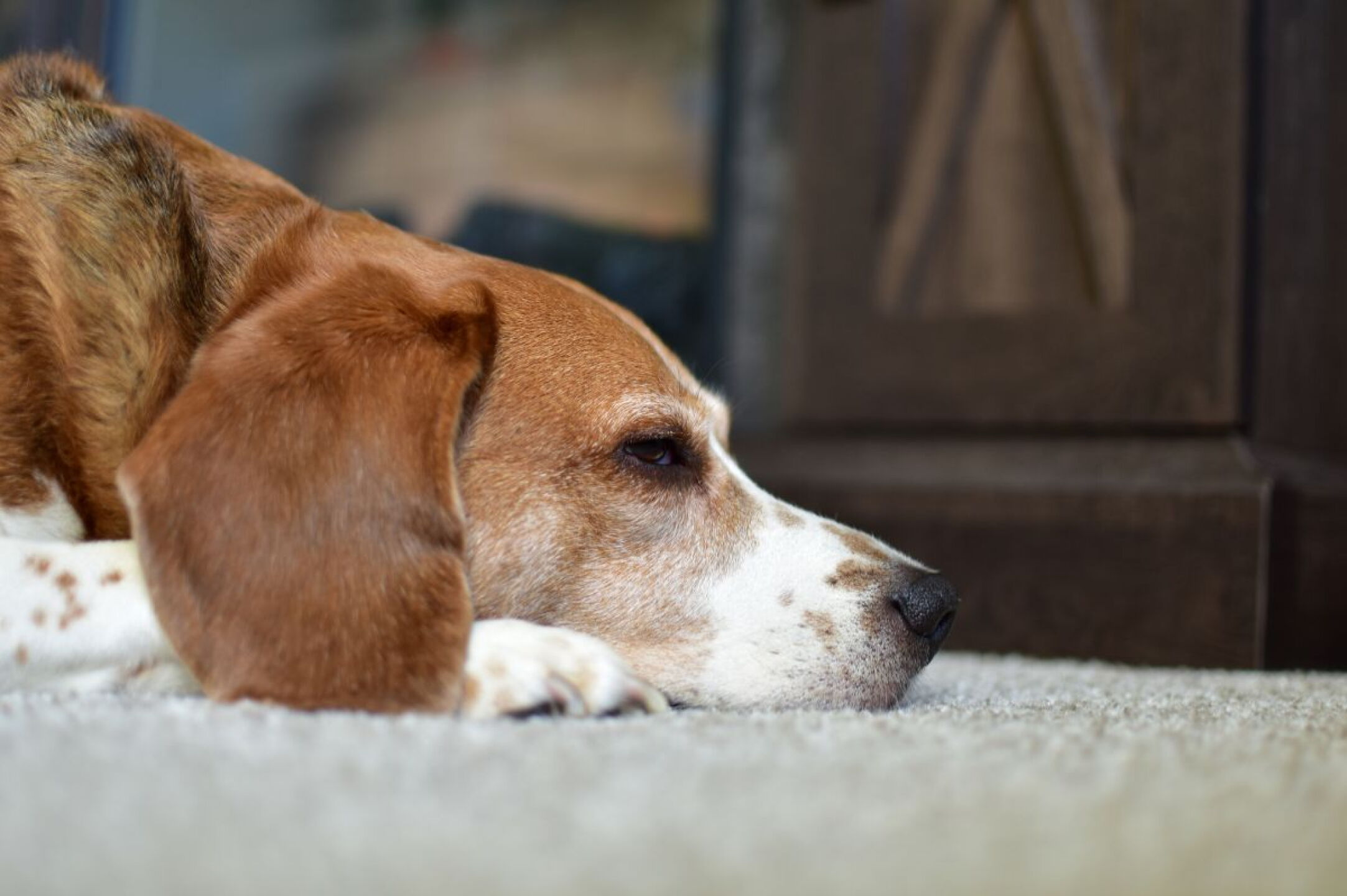 Onda de calor 2026 Cómo proteger a perros o gatos ante las temperaturas extremas y evitar golpes de sol