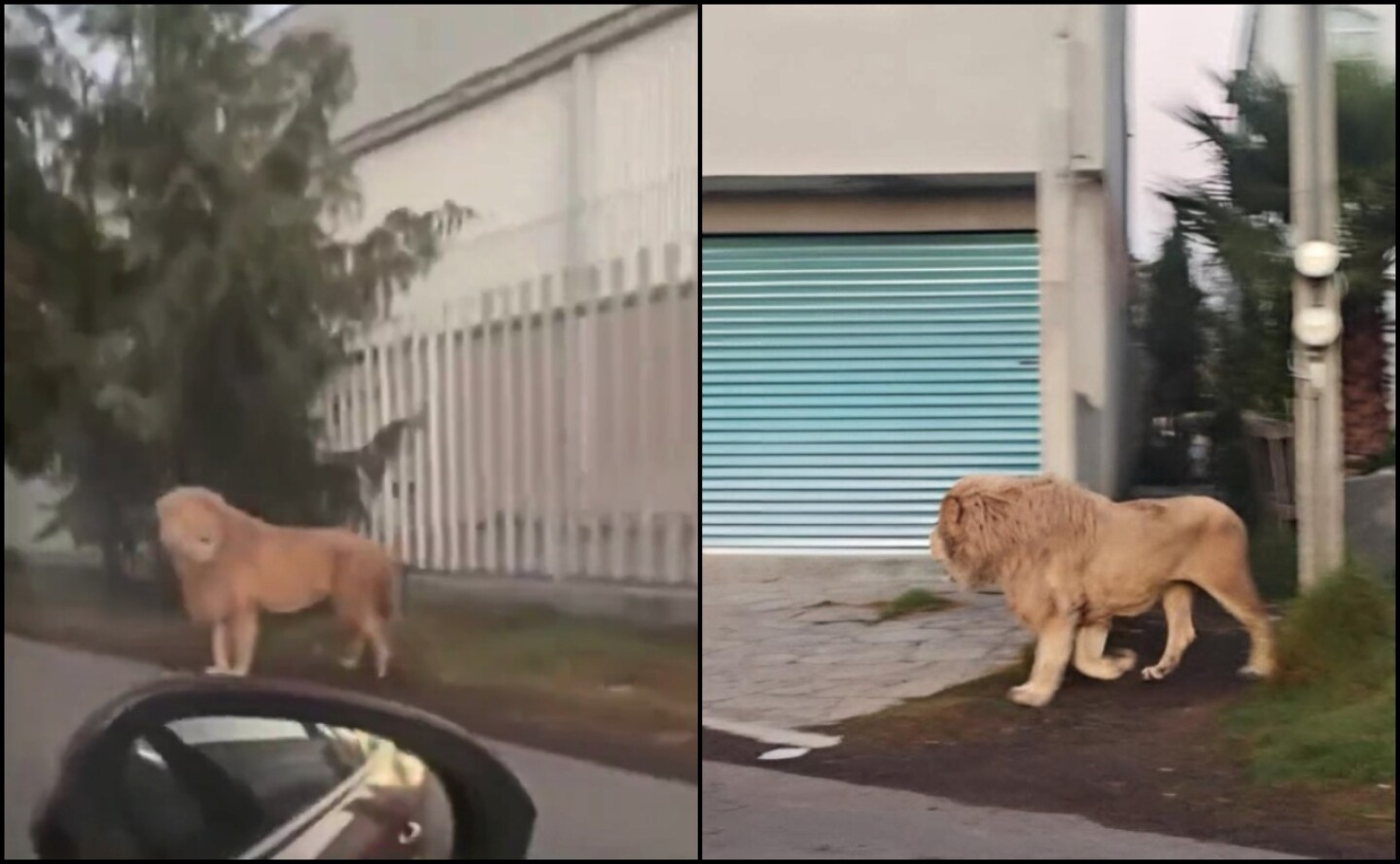 león-ocoyoacac-estado-de-méxico