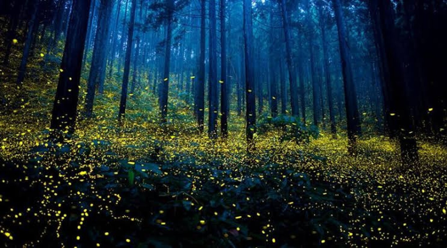 santuario-de-luciernagas