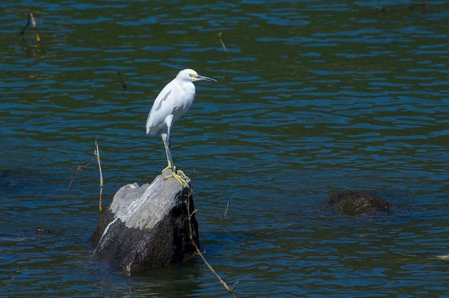 Garzas presa Valle de Bravo -4.jpg