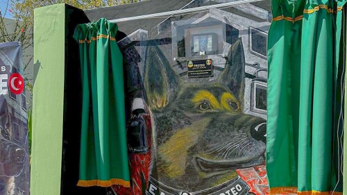 sedena-cachorro-turquia