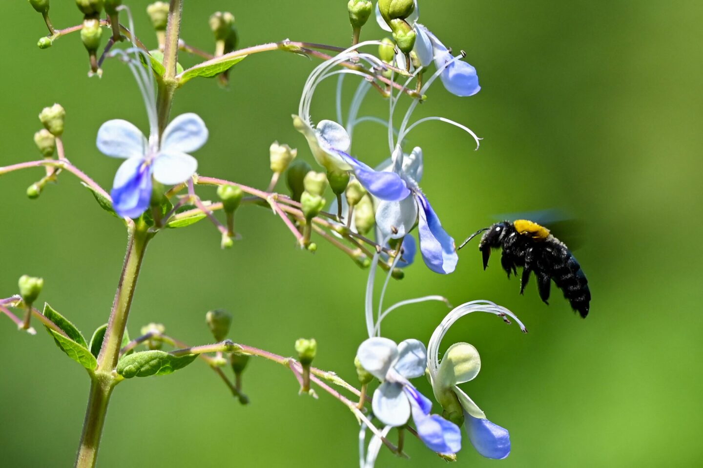 Abejas