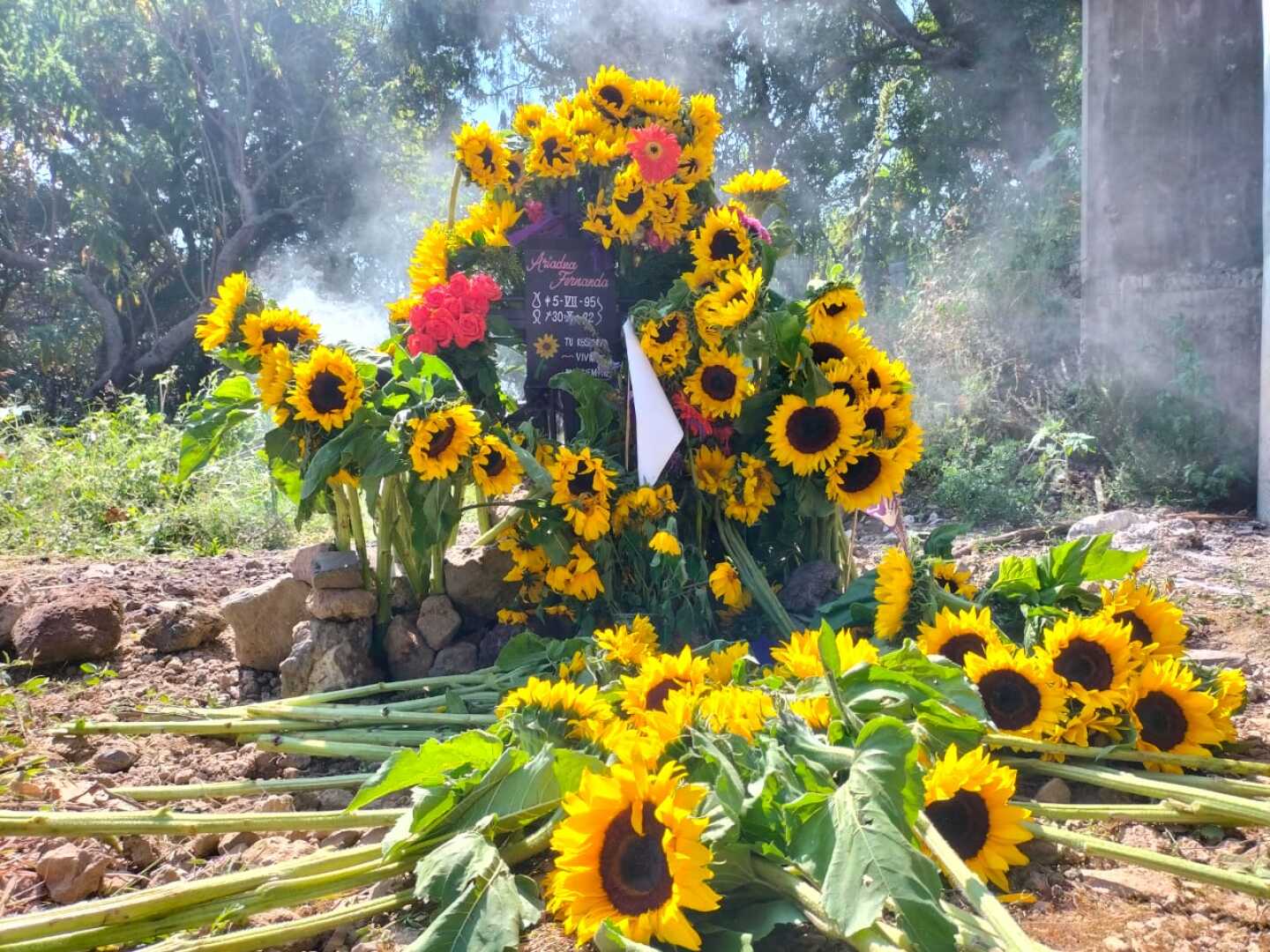 GIRASOLES ARIADNA