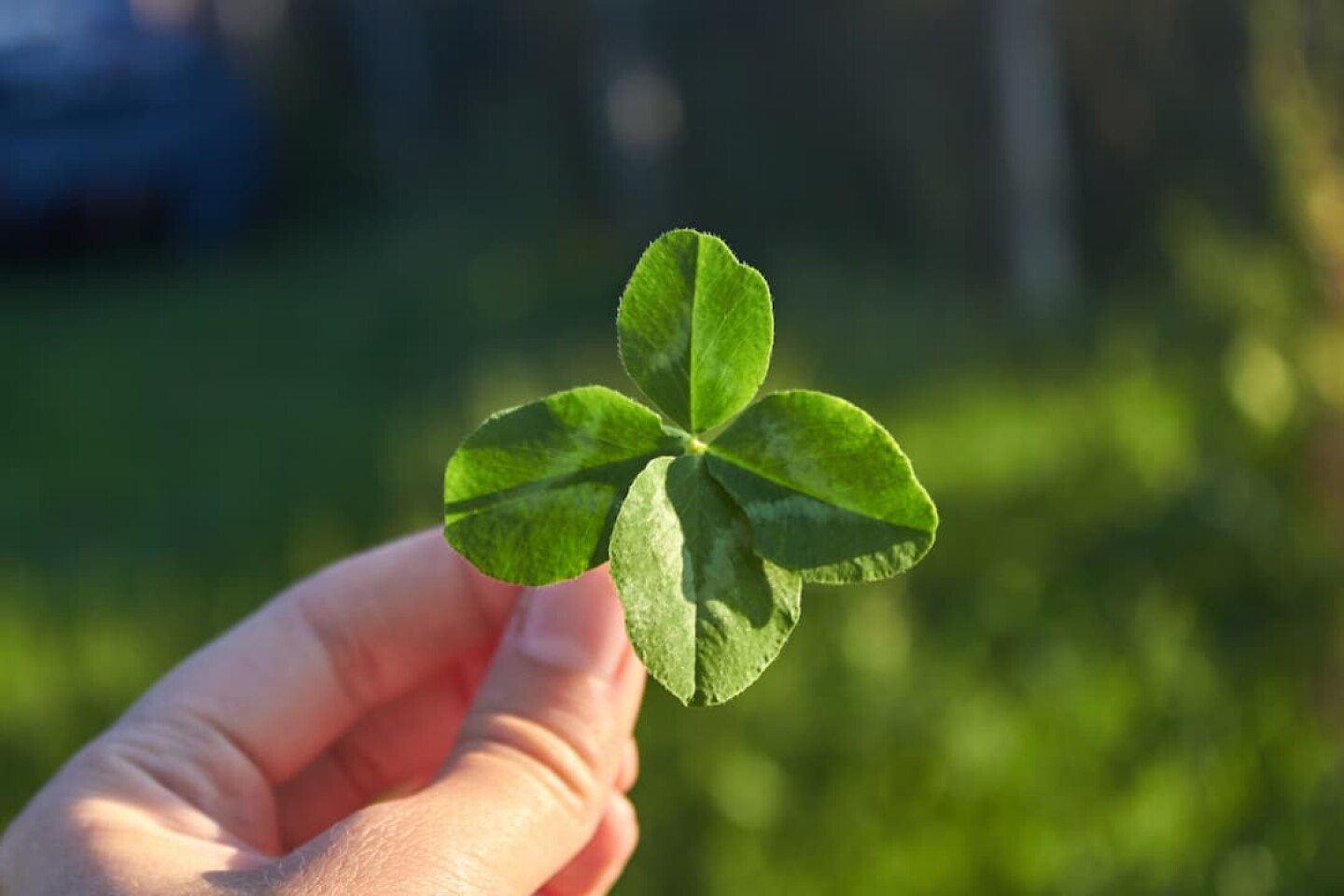 a-woman-holds-a-rare-four-leaf-clover-in-her-hands-2023-11-27-04-55-38-utc (1)