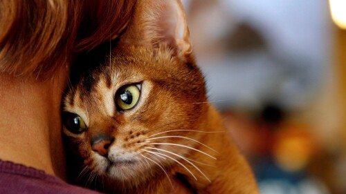dia_del_gato_2023_1