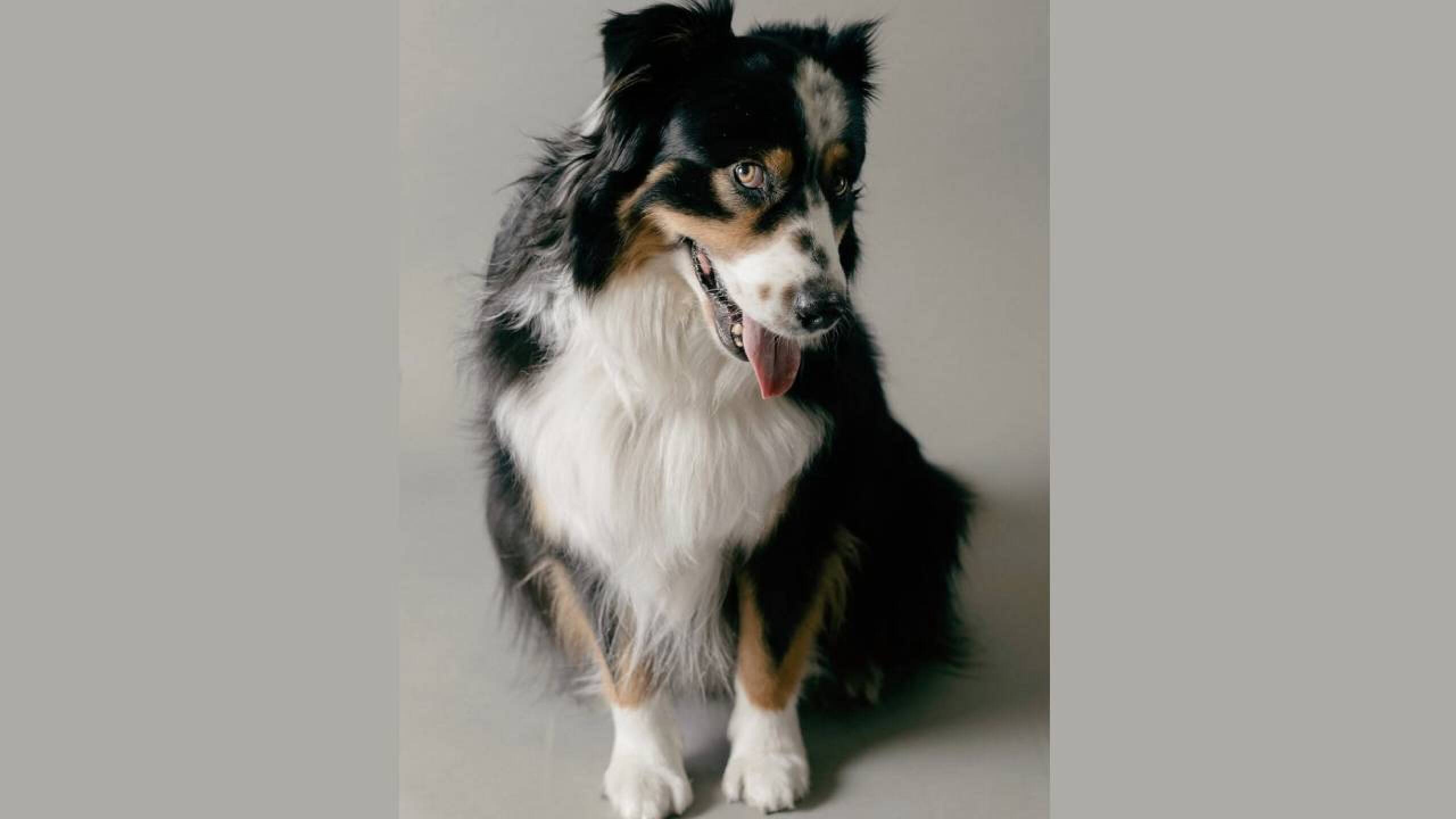 totopo perro ficg 2025(2).jpg