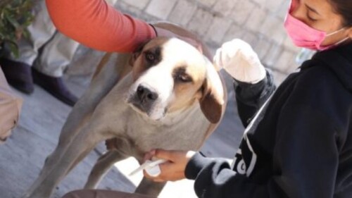 envenenamiento perros Maravatío Tzintzuntzan