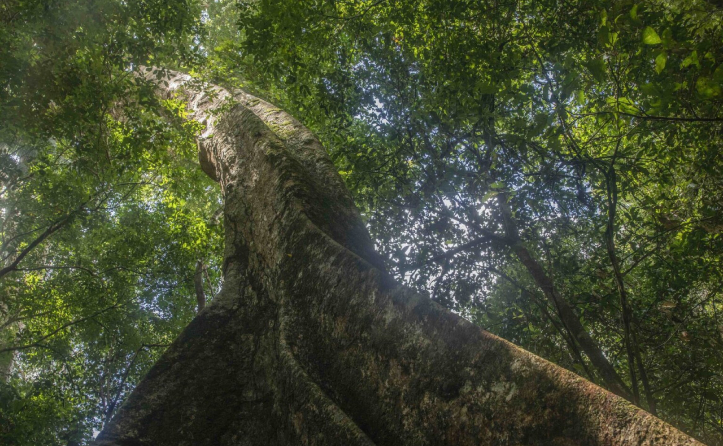 arboles-mongabay-13
