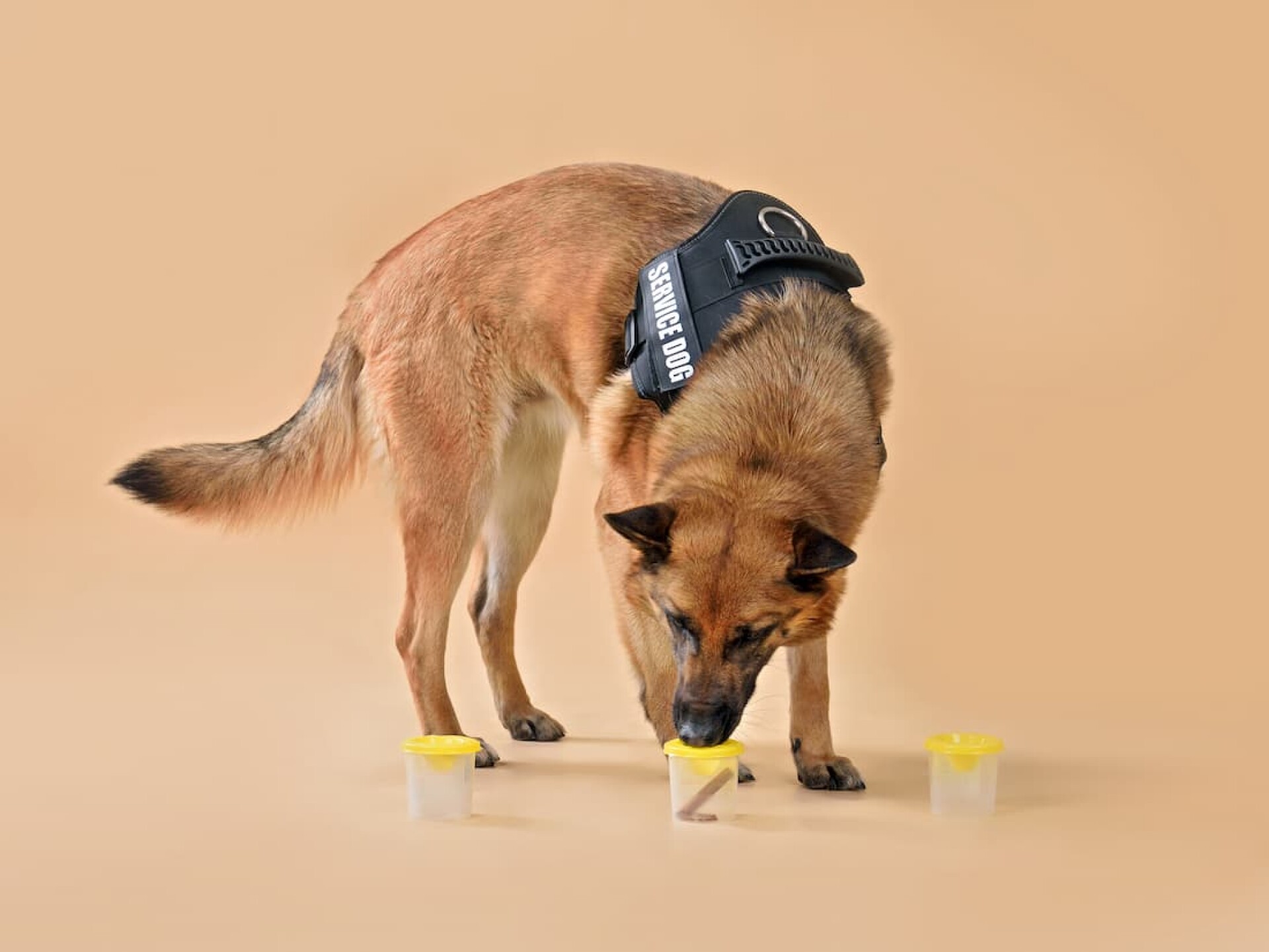 belga-malinois-perro-policia