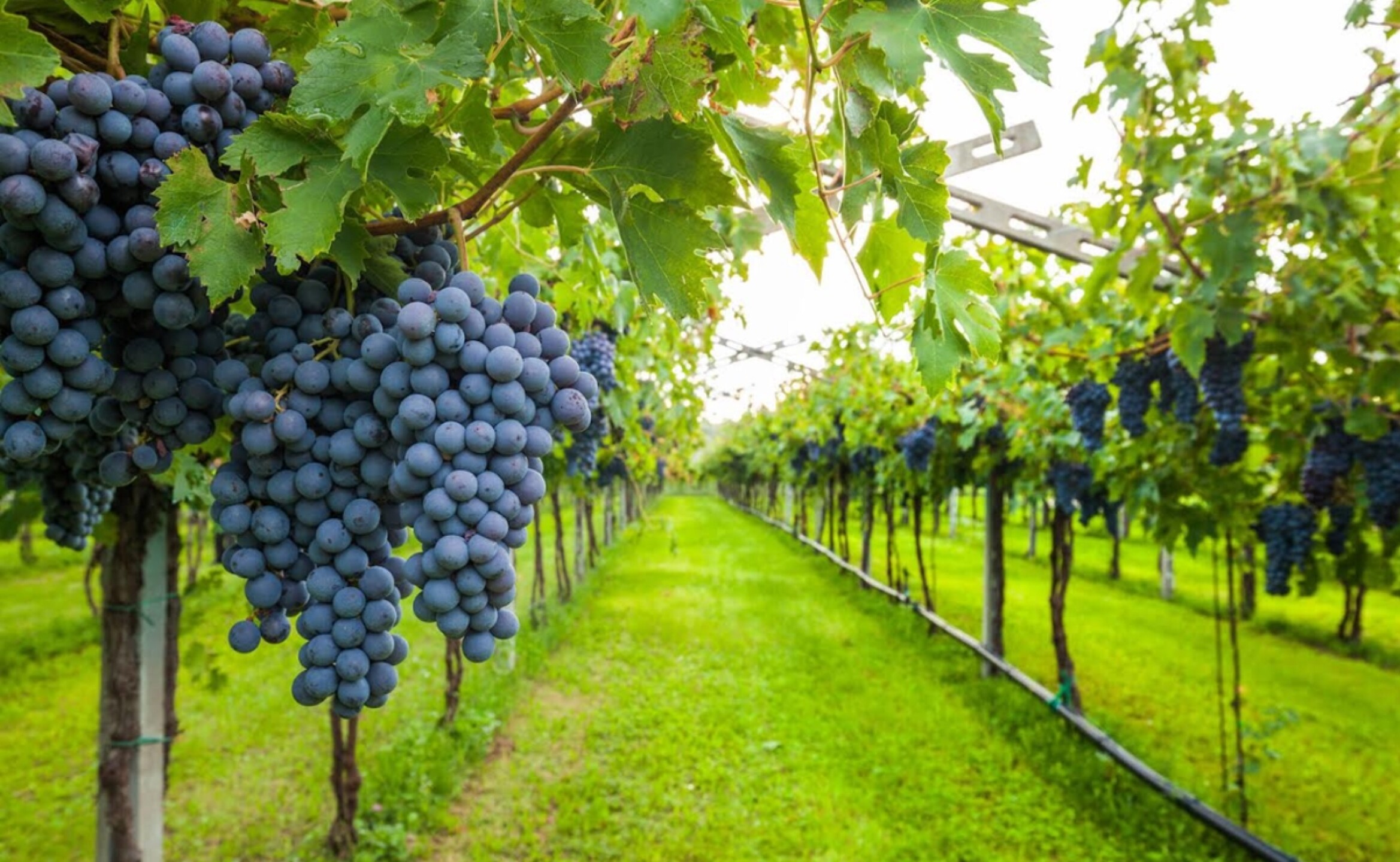 vinedo_uva_vino