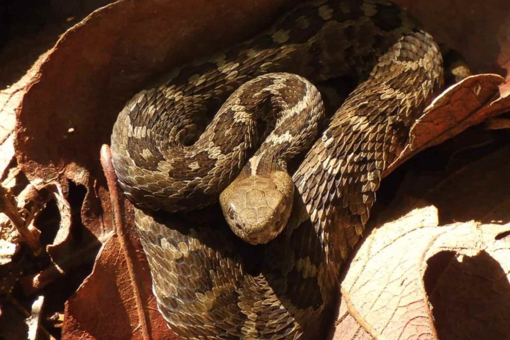 Bosque_Puebla_Crotalus-ravus-1-1200x800-1