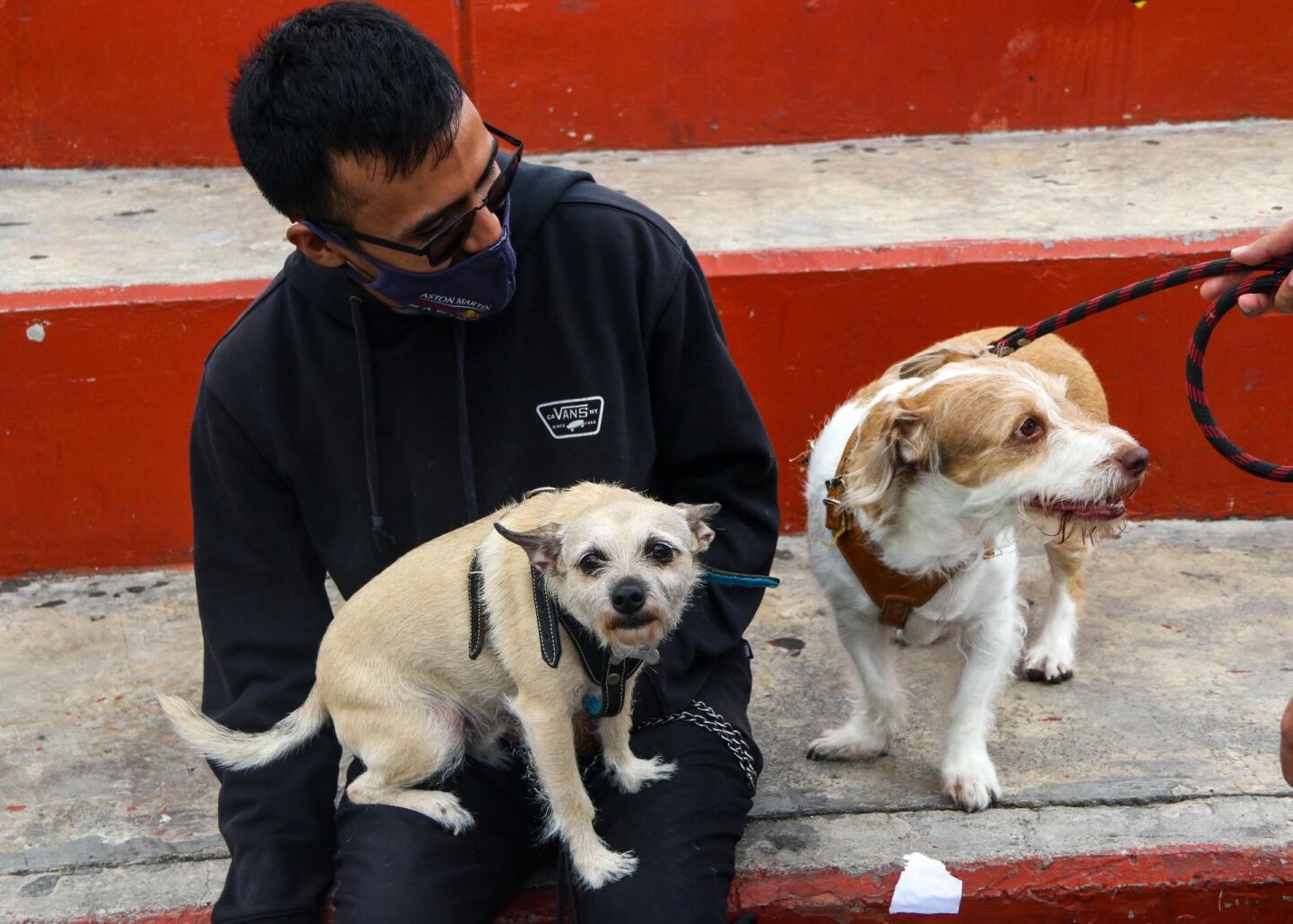 Vacunación a Perros y Gatos en la GAM, inicio este día la campaña antirrábica.