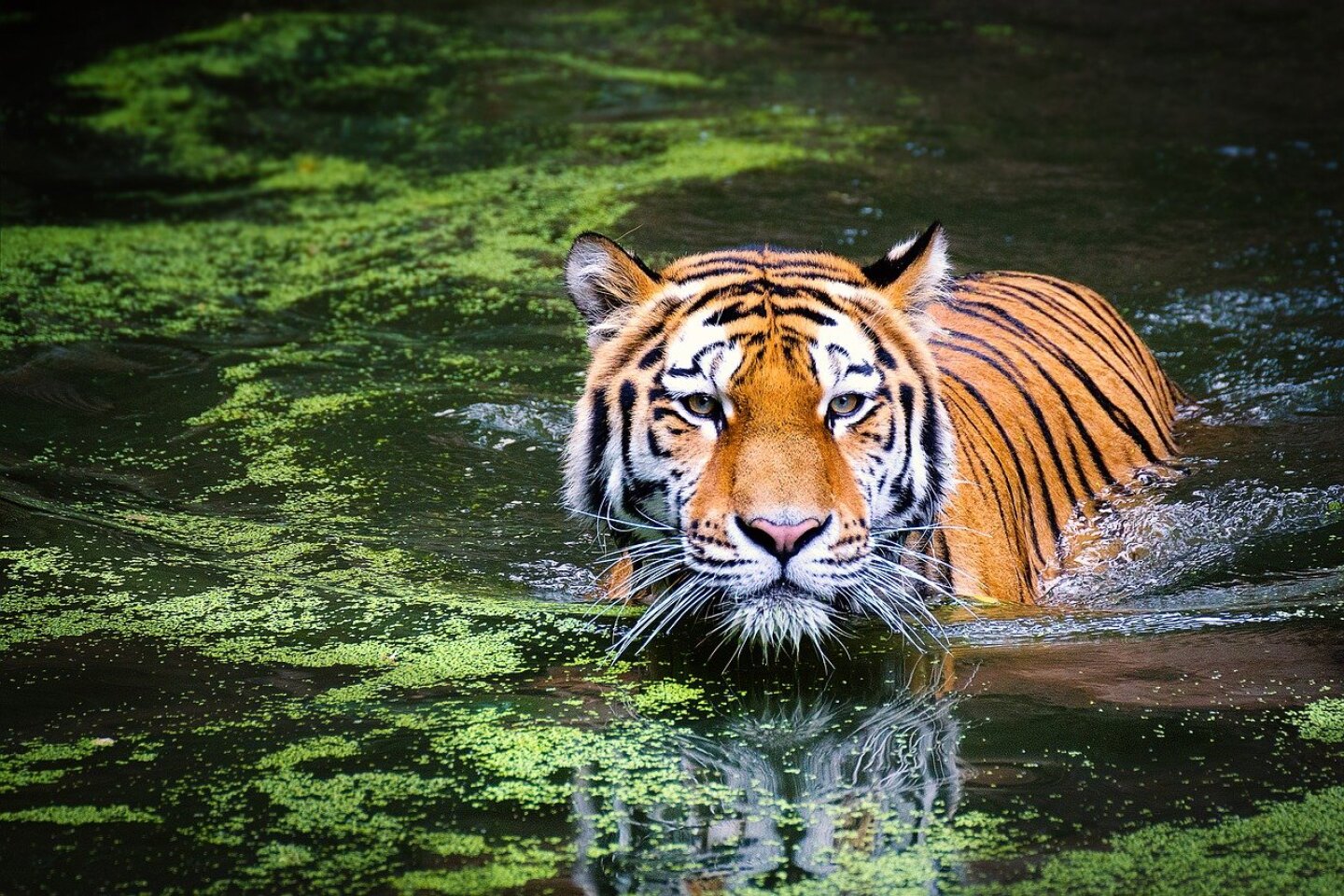tiger-g4486f02fd_1280