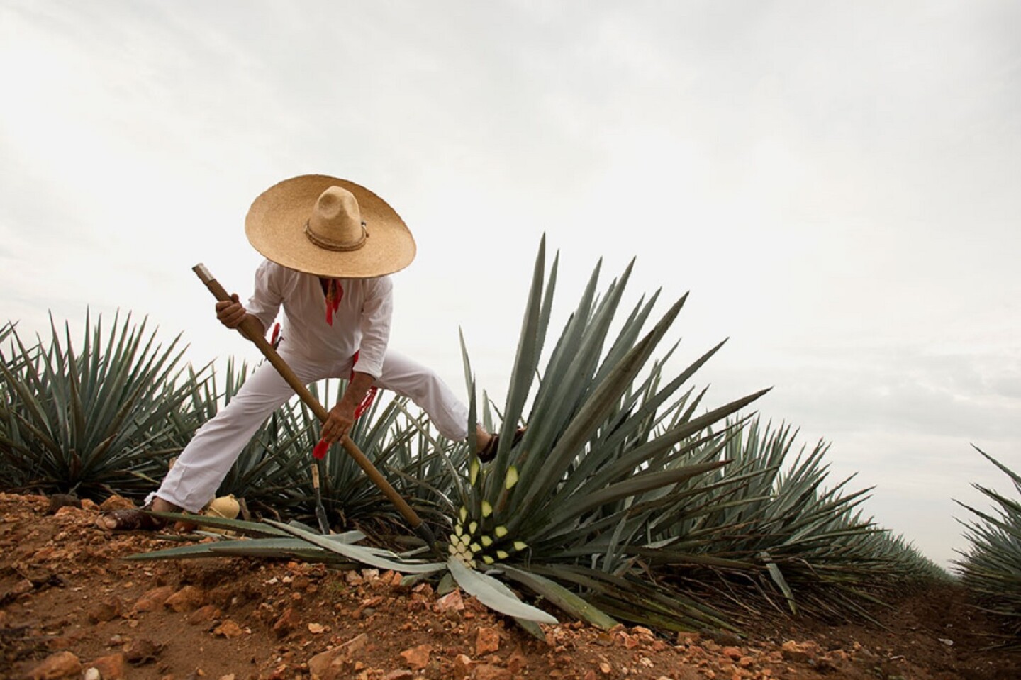 Tequila Jalisco.jpg