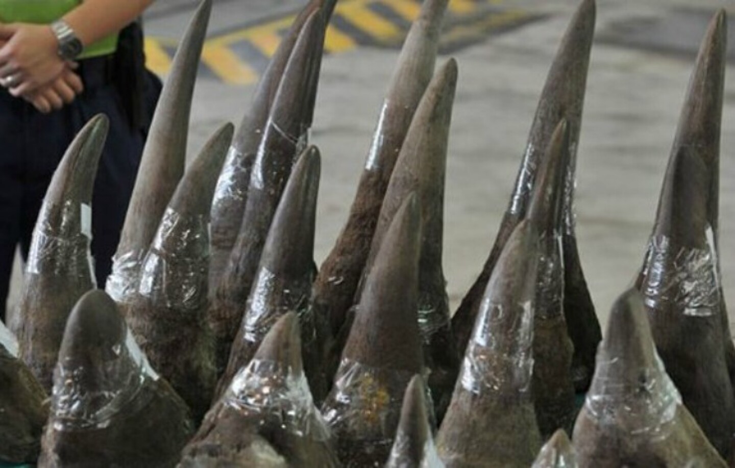 Cuernos de rinoceronte cortada