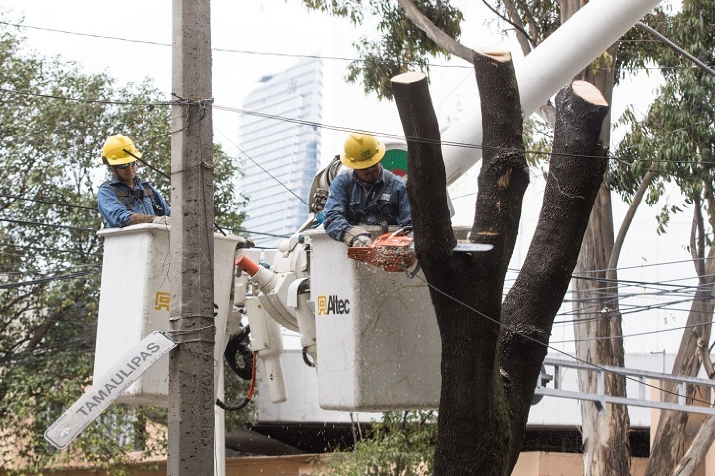 Trabajadores de la CFE cortan varios troncos de un árbol en la Condesa