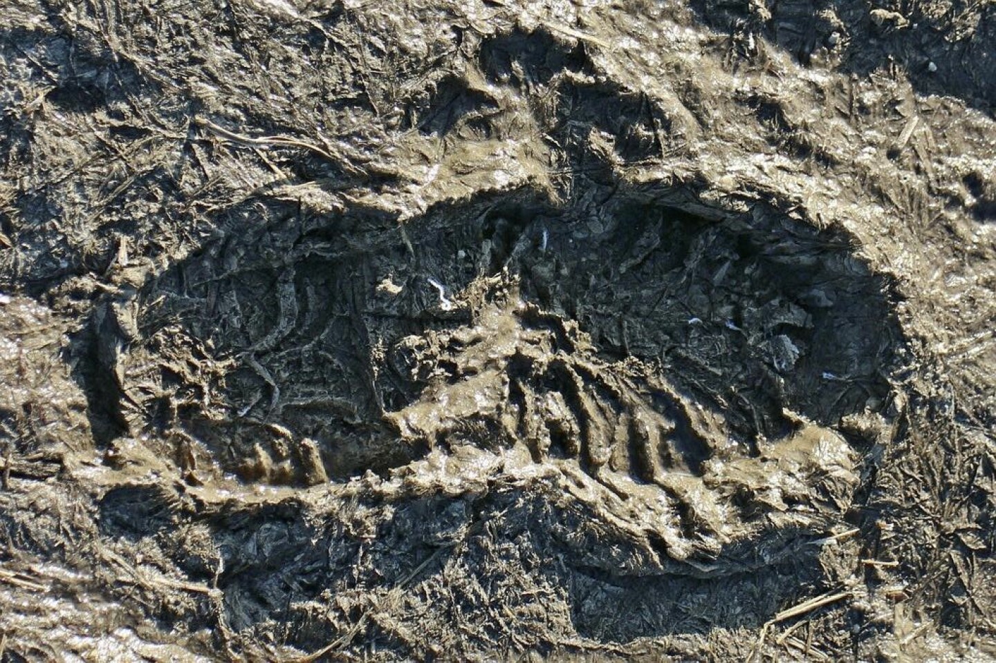 Desaparecidos, desaparecido, desaparición mexico, fosa, fosas clandestinas, fosa clandestina