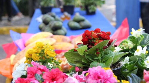 feria-de-la-flor-cuernavaca-cartelera-cuando-es-2024