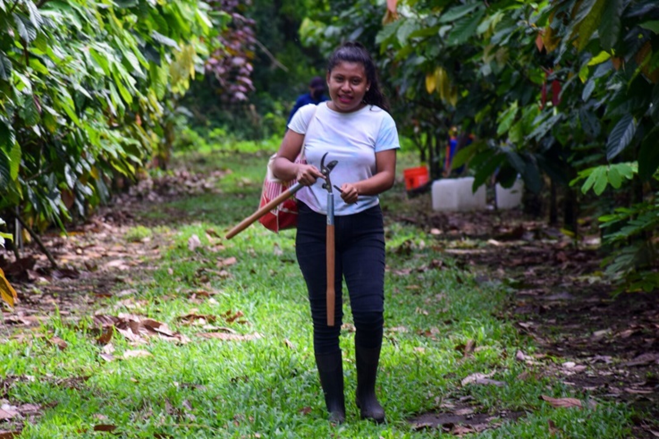 Sembrando Vida  Cultivo Experimental Cacao Chiapas