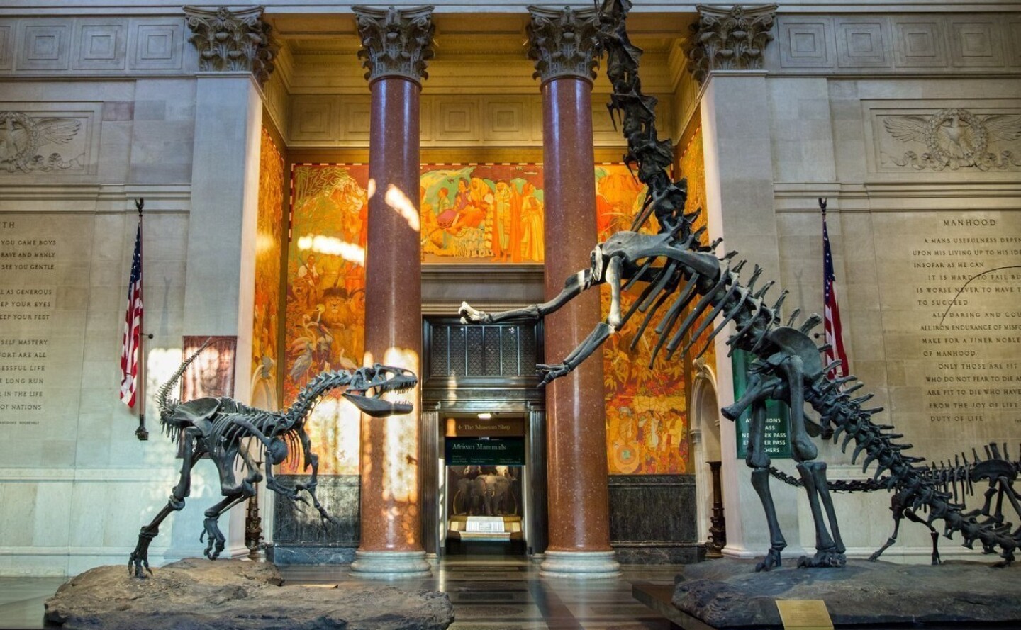 museo-americano-de-historia-natural