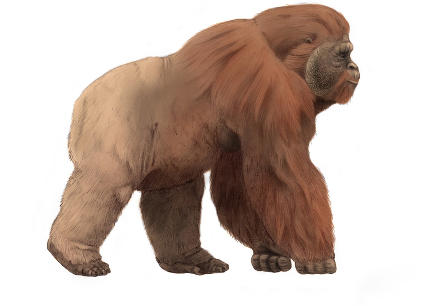 _20240110_on_great_ape_representation_rev