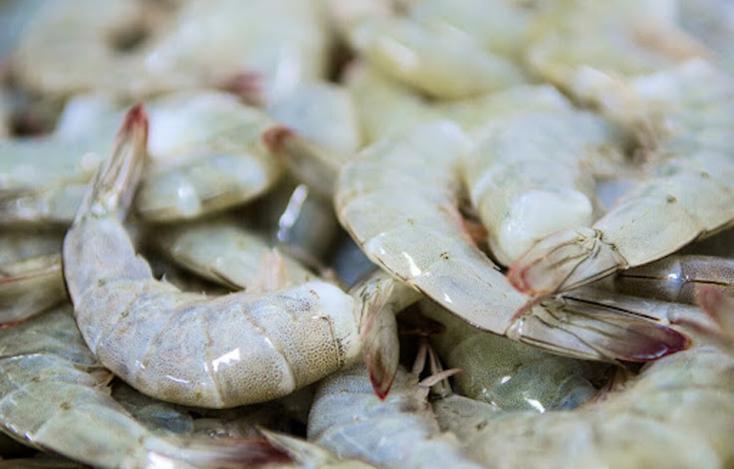 Camarones