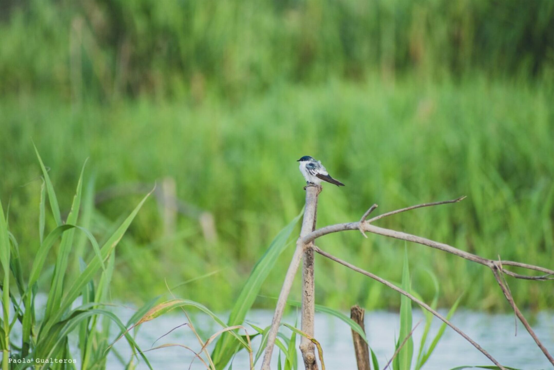 Parque-Nacional-Natural-Amacayacu-golondrina-aliblanca-1280x854